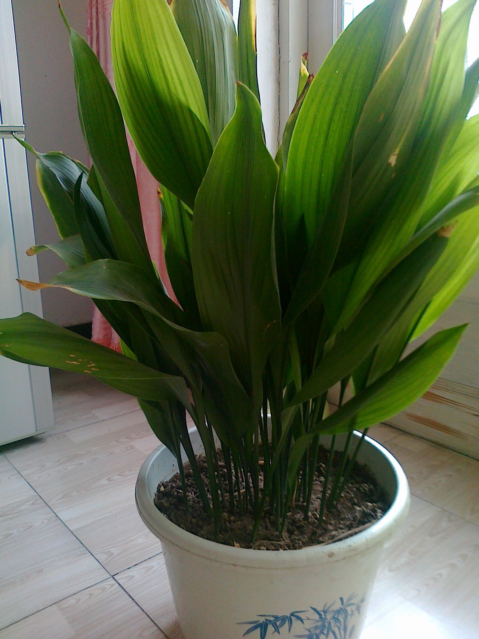 一叶兰与吊兰同属兰花一类,但从外形上看却有很大的区别.